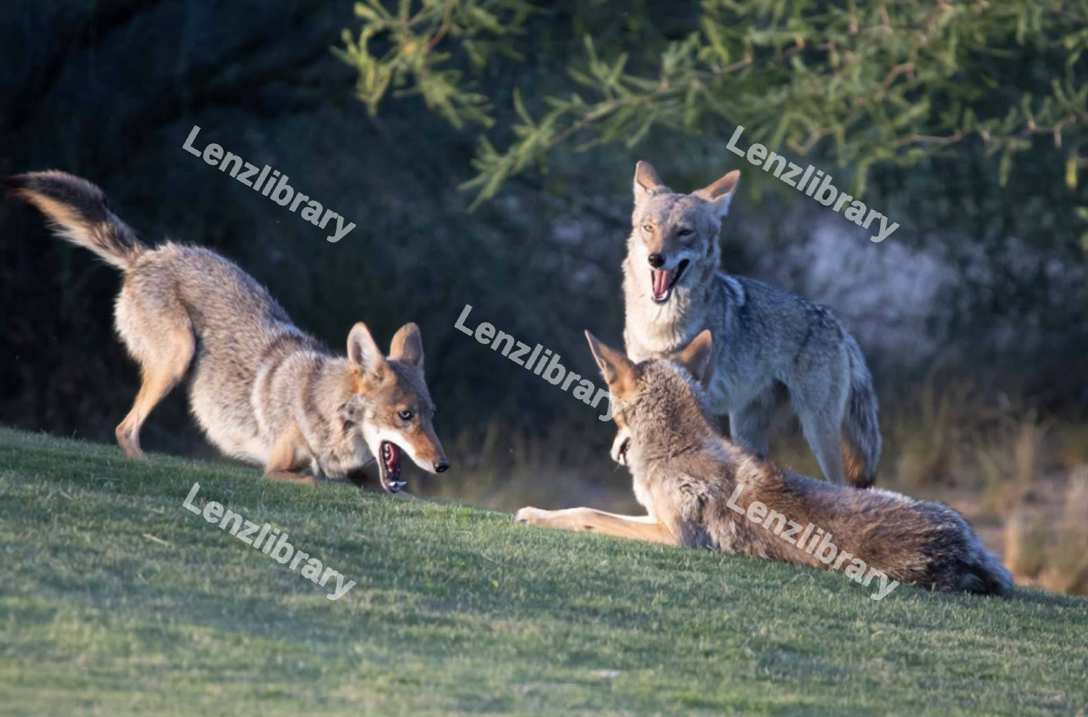 Coyotes playing